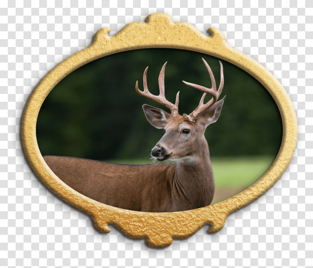 Deer Download Deer Transparent Png