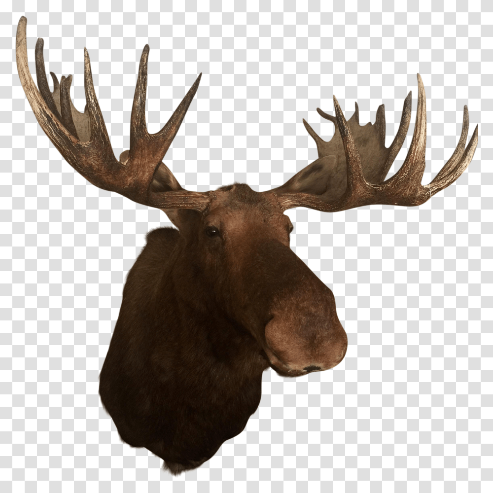 Deer Elk Alaska Moose Antler Trophy Hunting Moose Antlers, Wildlife, Animal, Mammal, Antelope Transparent Png
