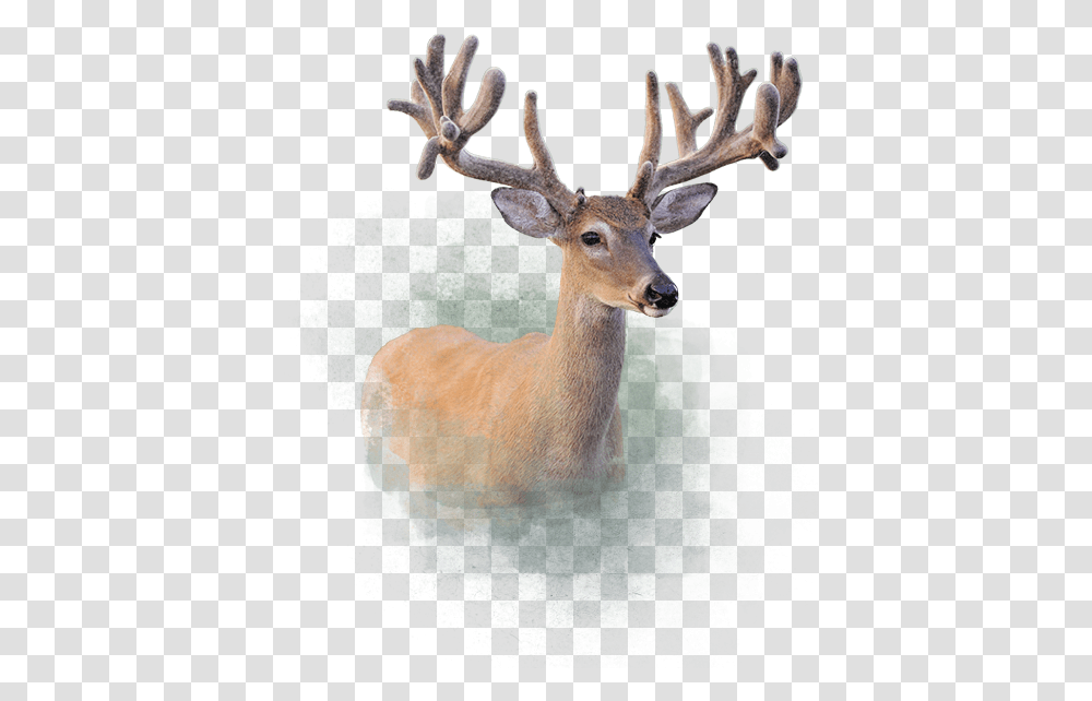 Deer Elk, Antelope, Wildlife, Mammal, Animal Transparent Png