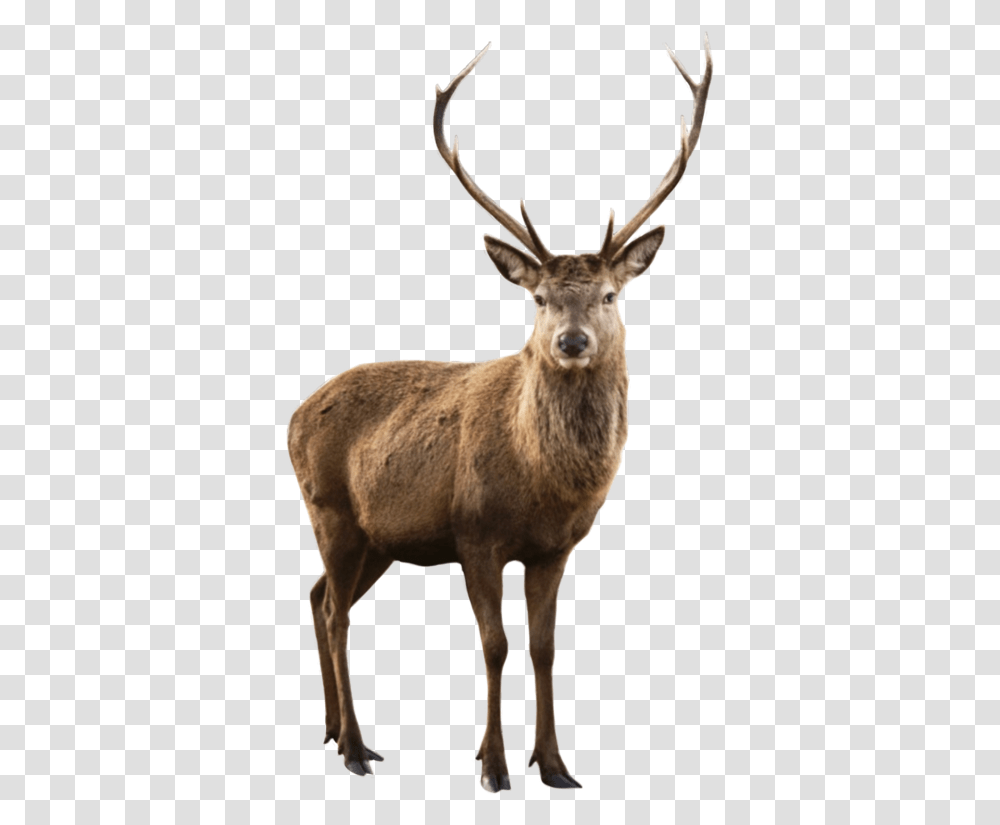 Deer Elk Reindeer Animal Animals Nature Moodboard Background Deer, Antelope, Wildlife, Mammal Transparent Png