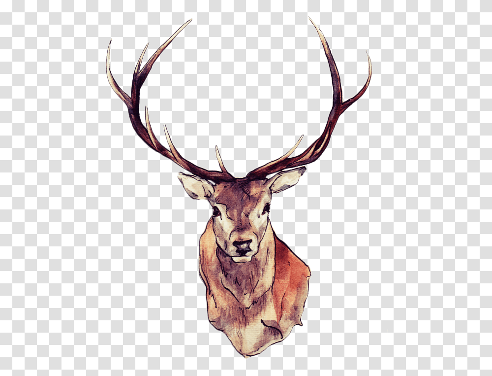 Deer, Elk, Wildlife, Mammal, Animal Transparent Png