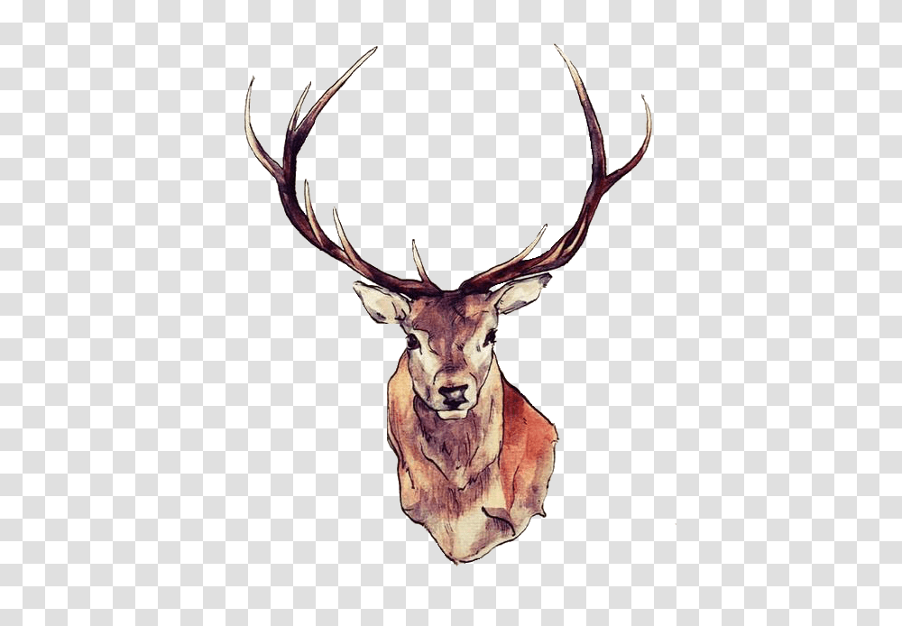 Deer Face, Elk, Wildlife, Mammal, Animal Transparent Png