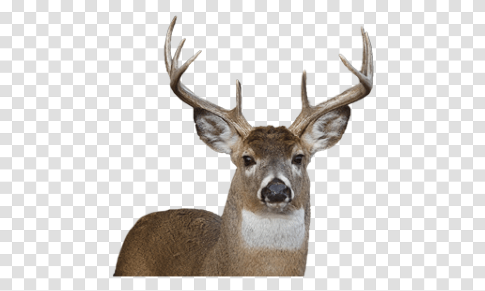 Deer Face Whitetail Deer No Background, Antelope, Wildlife, Mammal, Animal Transparent Png