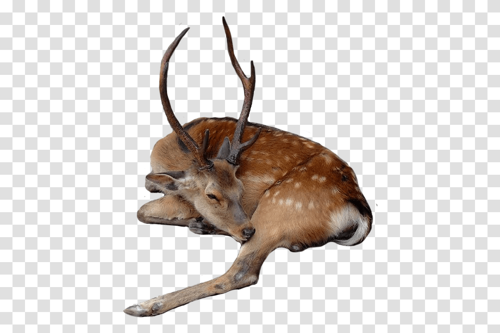 Deer Fallowdeer Buck Stag Sleeping Wildlife Animal Roe Deer, Antelope, Mammal, Elk Transparent Png