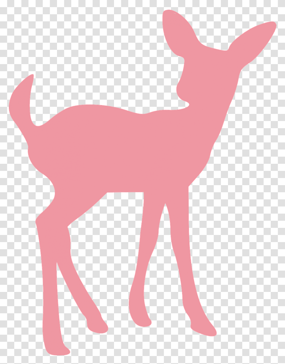 Deer Fawn Wildlife Animal Mammal Young Baby Fawn Silhouette, Horse, Foal, Impala, Antelope Transparent Png