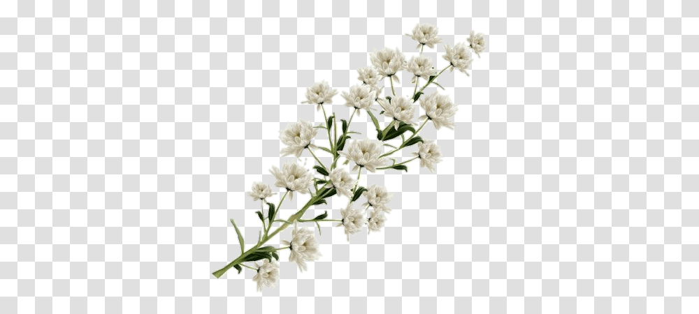 Deer Flowewr White Color, Plant, Flower, Blossom, Apiaceae Transparent Png