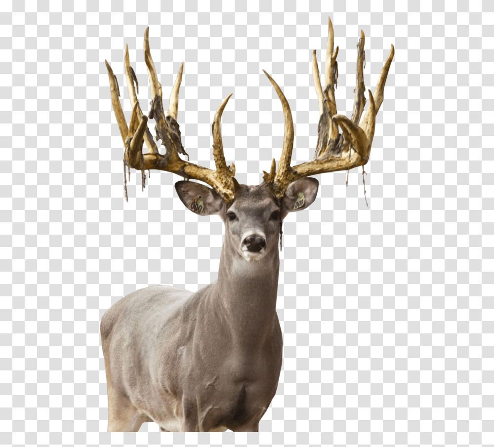Deer Free Image Download Elk, Antelope, Wildlife, Mammal, Animal Transparent Png