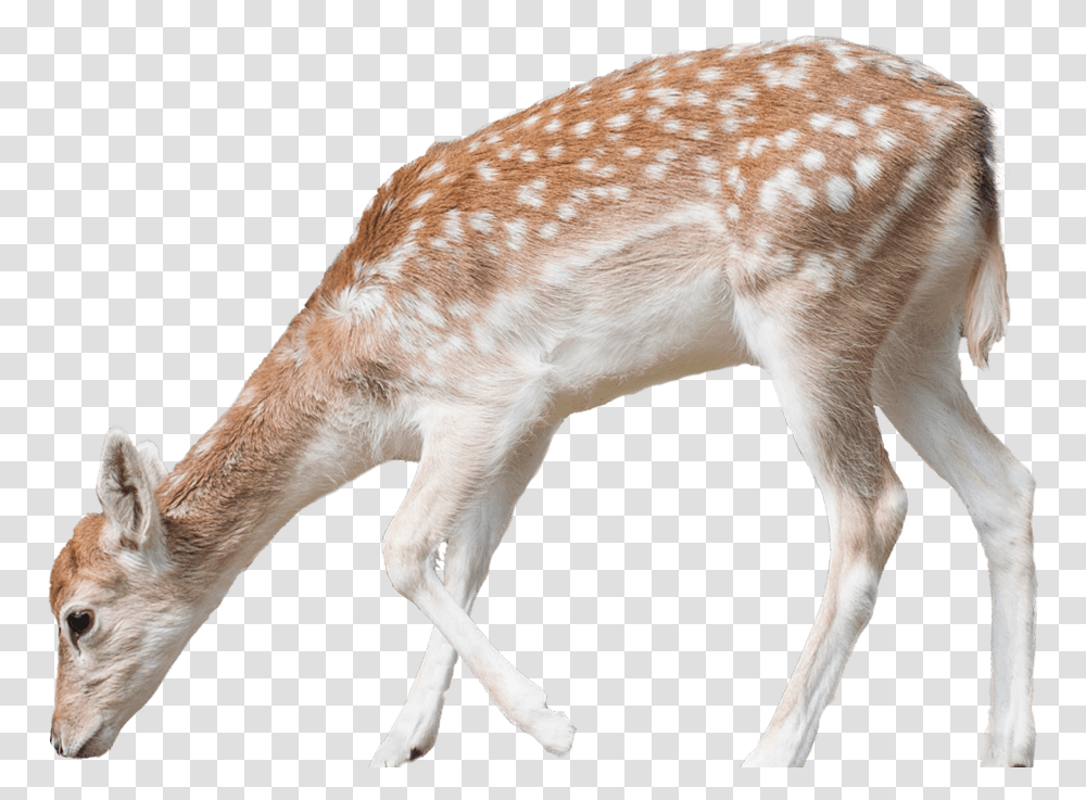 Deer Free Pic Deer, Wildlife, Mammal, Animal, Antelope Transparent Png
