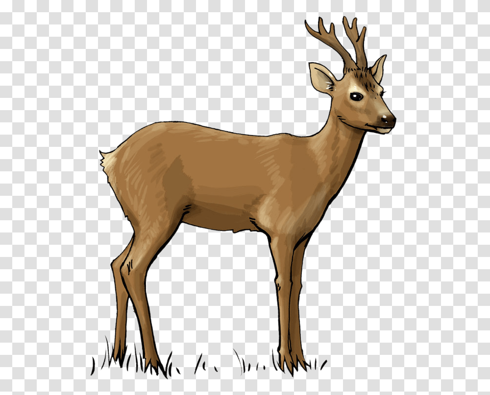 Deer Free To Use Clip Art Roe Deer Clipart, Antelope, Wildlife, Mammal, Animal Transparent Png