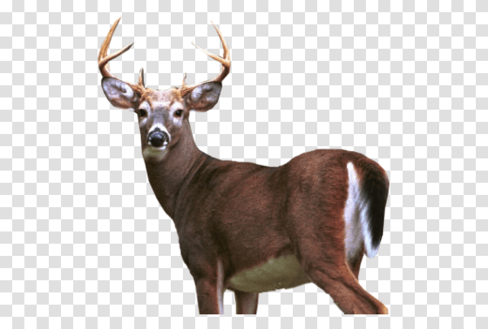 Deer Half Size White Tailed Deer, Antelope, Wildlife, Mammal, Animal Transparent Png