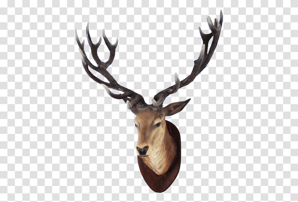 Deer Head 4 Image Deer Head, Antelope, Wildlife, Mammal, Animal Transparent Png