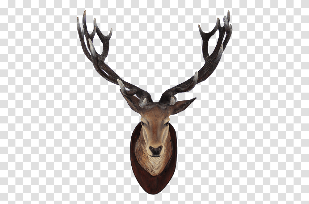 Deer Head Animals Head On Wall, Antelope, Wildlife, Mammal, Antler Transparent Png