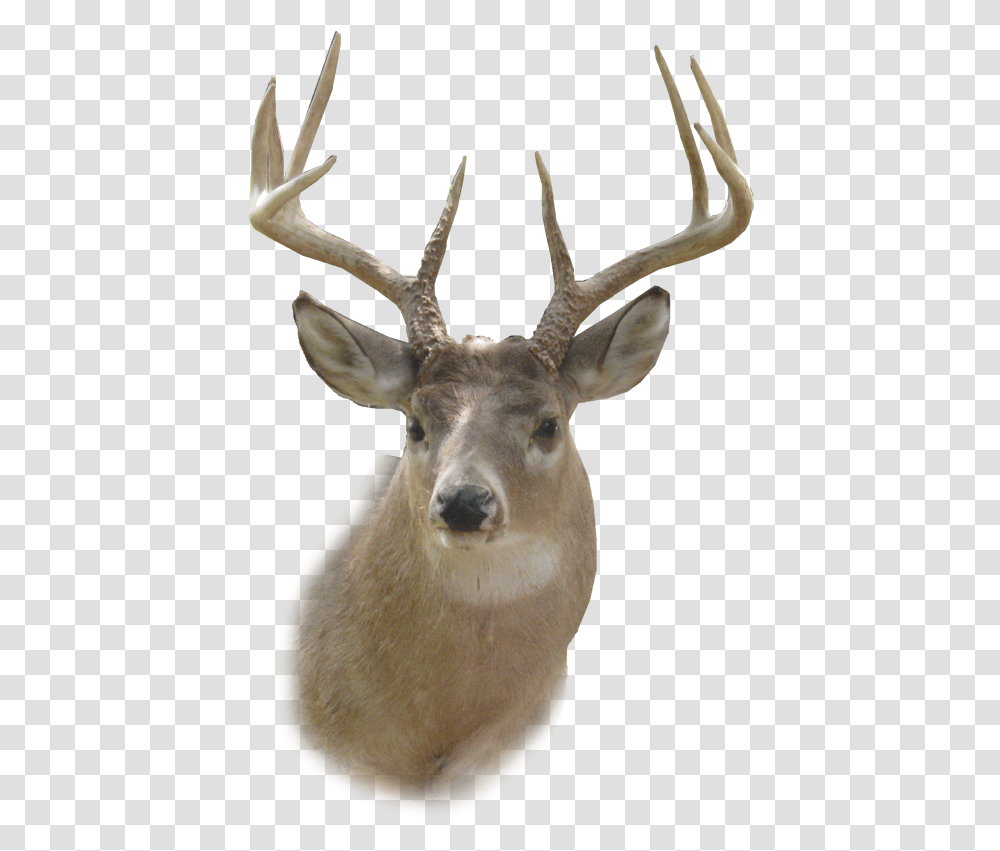 Deer Head, Antelope, Wildlife, Mammal, Animal Transparent Png