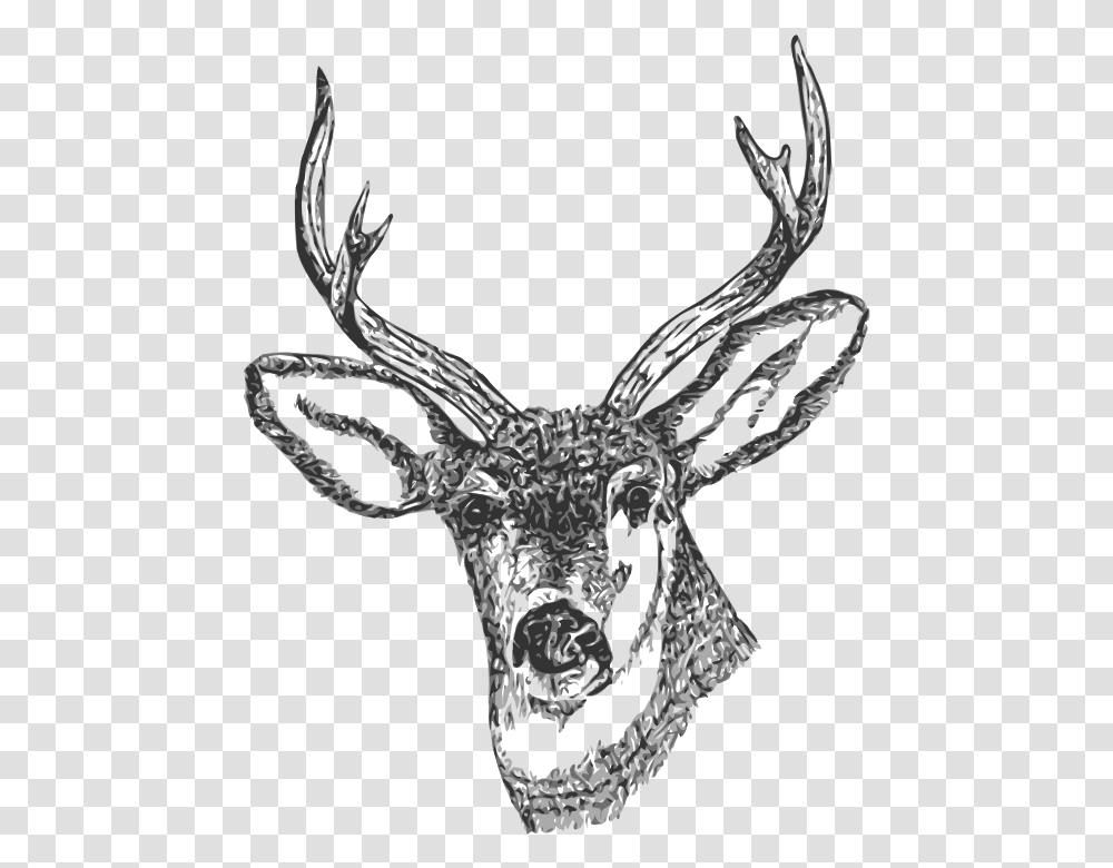 Deer Head, Antler, Animal, Mammal, Snake Transparent Png