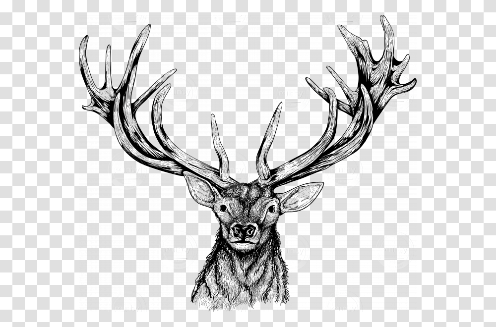 Deer Head, Antler, Elk, Wildlife, Mammal Transparent Png