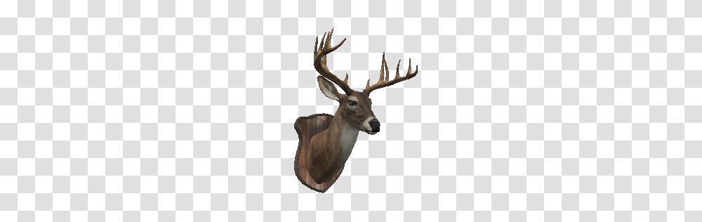 Deer Head Bust, Antelope, Wildlife, Mammal, Animal Transparent Png