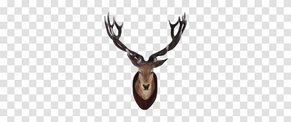 Deer Head Clipart, Antelope, Wildlife, Mammal, Animal Transparent Png