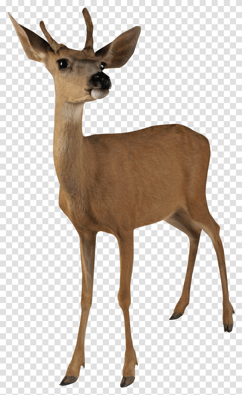 Deer Head Deer, Antelope, Wildlife, Mammal, Animal Transparent Png