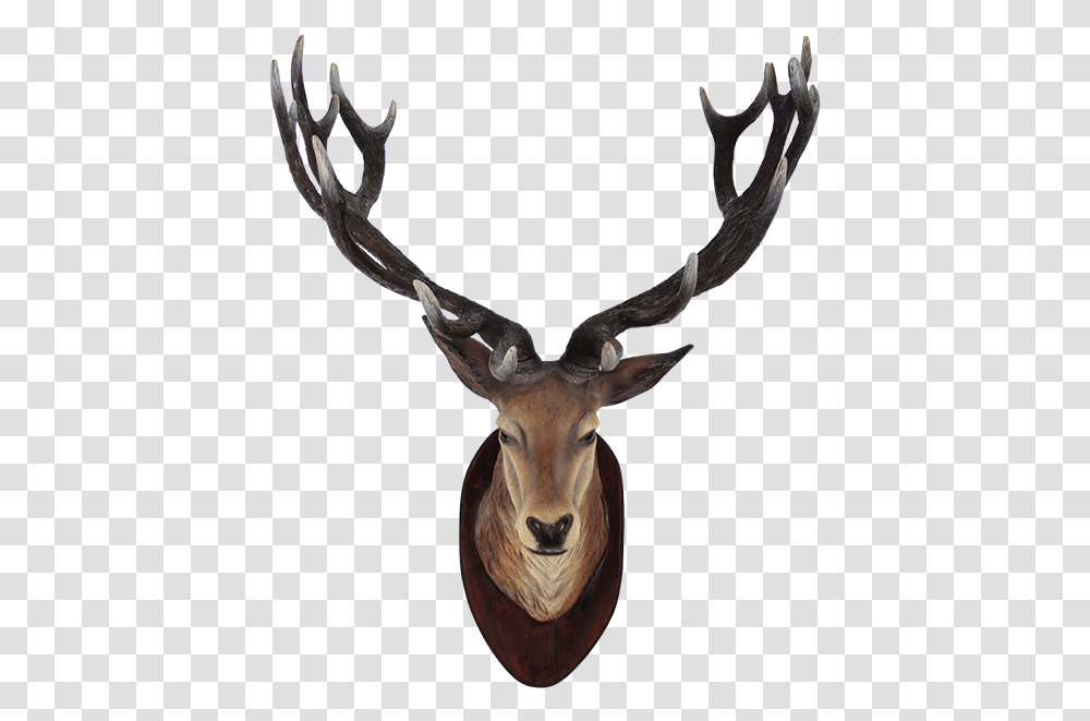 Deer Head Deer Head, Antelope, Wildlife, Mammal, Animal Transparent Png