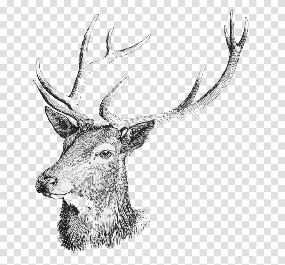Deer Head Free Download Deer Head Deer Background, Antler, Antelope, Wildlife, Mammal Transparent Png