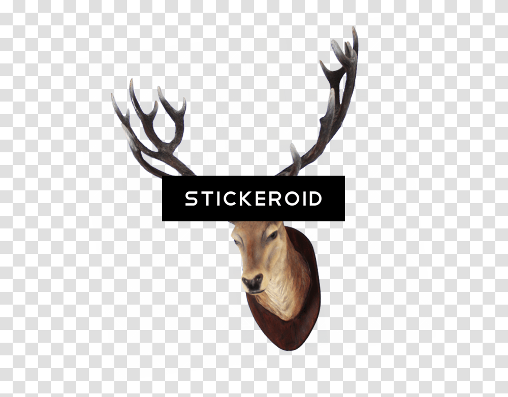 Deer Head Picture, Dog, Pet, Canine, Animal Transparent Png