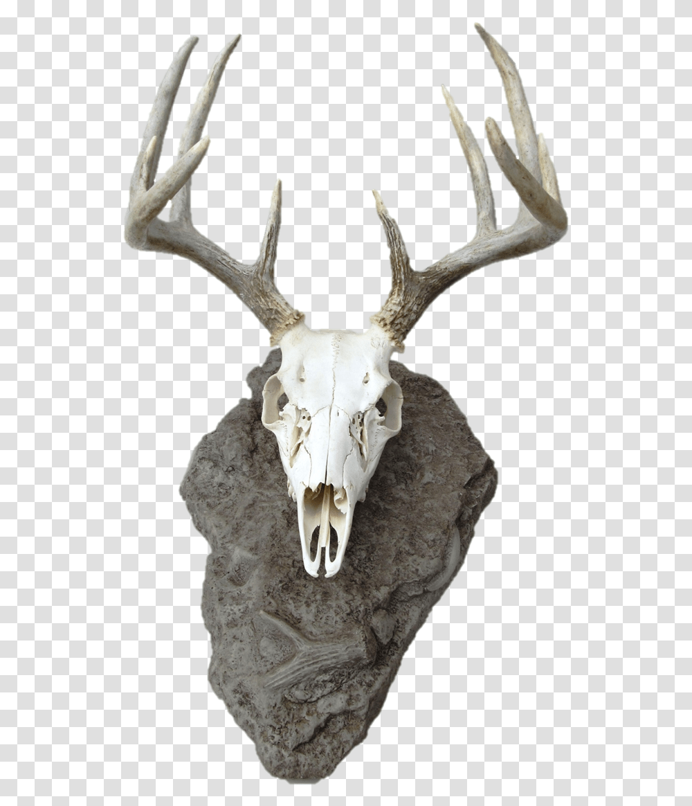 Deer Head Silhouette Dear Skull, Antler, Elk, Wildlife, Mammal Transparent Png