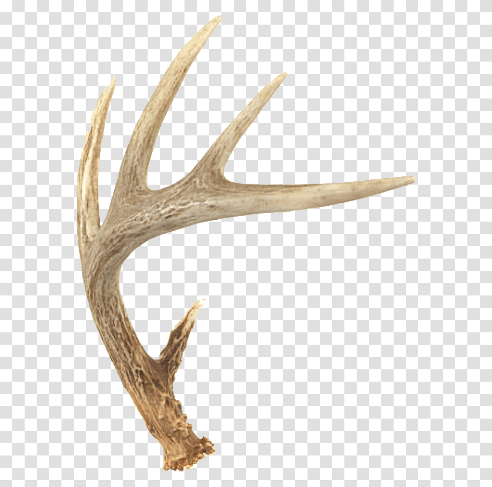 Deer Horns Freetoedit Deer Antler, Axe Transparent Png