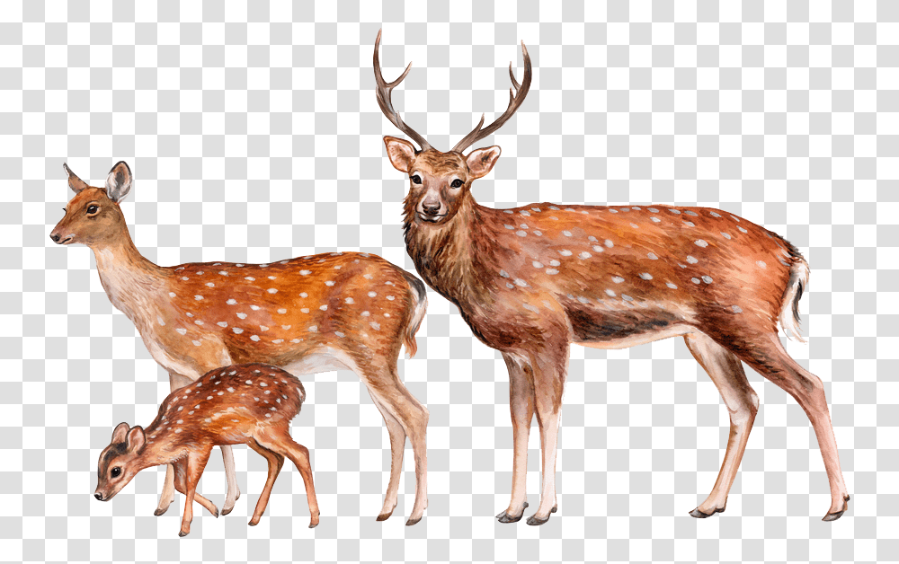 Deer Image Hd Deer, Antelope, Wildlife, Mammal, Animal Transparent Png