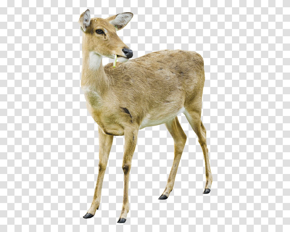 Deer Image With Background White Tailed Deer Doe White Background, Antelope, Wildlife, Mammal, Animal Transparent Png