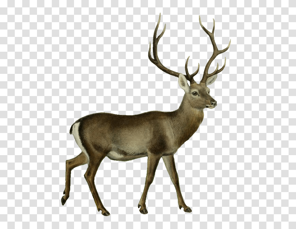 Deer Images, Antelope, Wildlife, Mammal, Animal Transparent Png