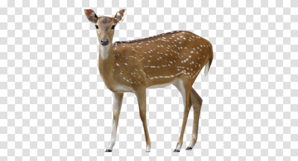 Deer Images Background Deer, Wildlife, Mammal, Animal, Antelope Transparent Png