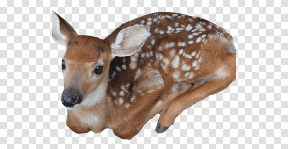 Deer Images Cottagecore Icons, Wildlife, Mammal, Animal, Dog Transparent Png