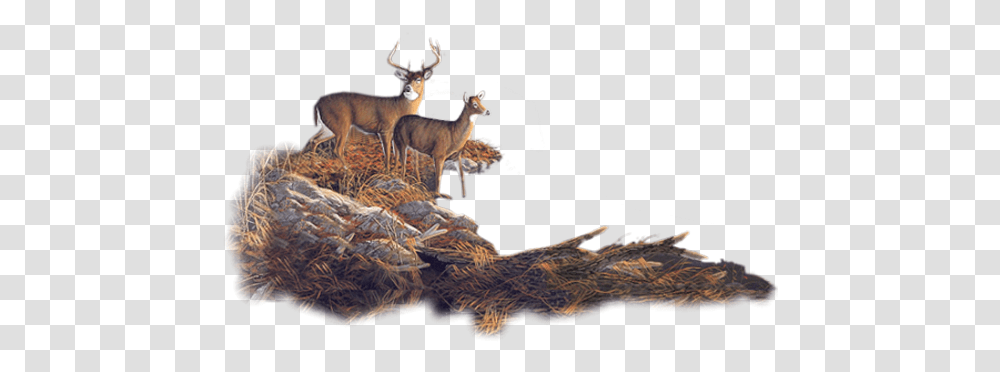 Deer Images Deer, Antelope, Wildlife, Mammal, Animal Transparent Png