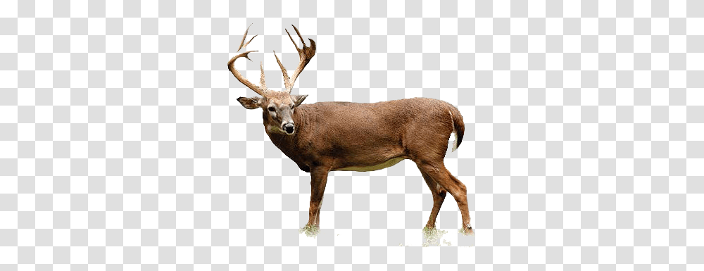 Deer Images, Elk, Wildlife, Mammal, Animal Transparent Png