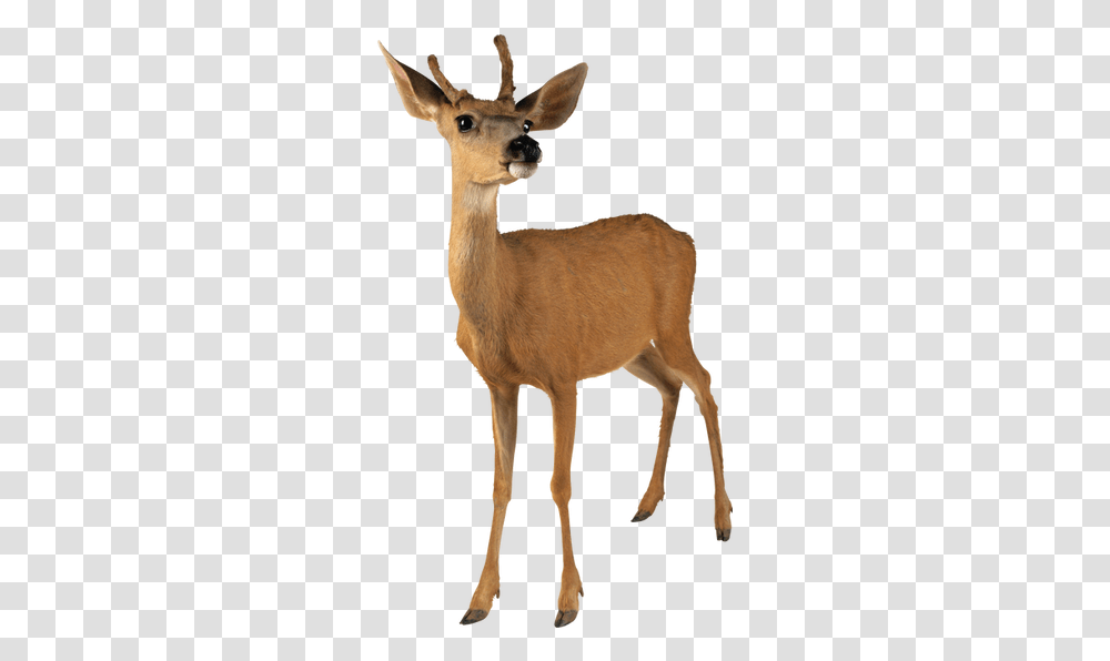 Deer Images Image Deer, Antelope, Wildlife, Mammal, Animal Transparent Png