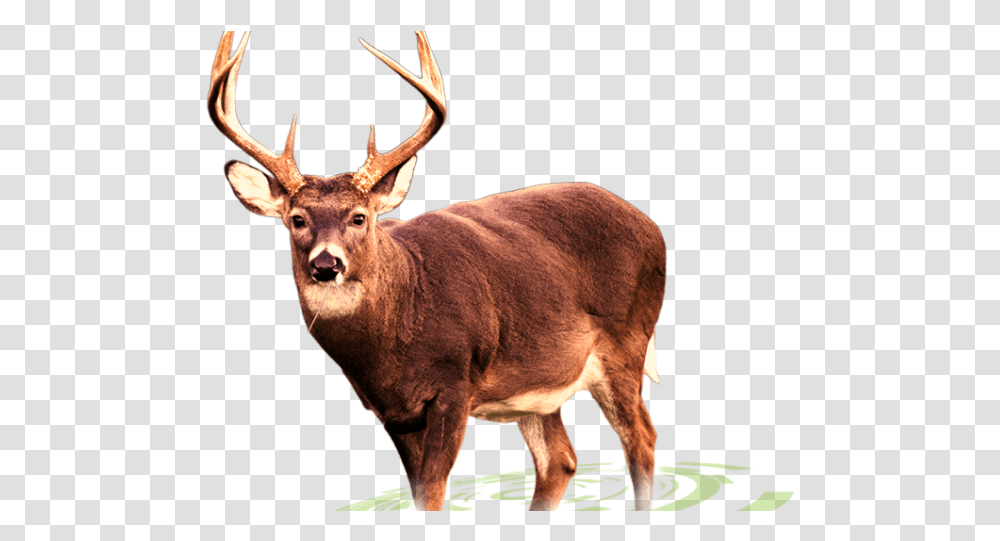 Deer Images White Tailed Deer, Antelope, Wildlife, Mammal, Animal Transparent Png