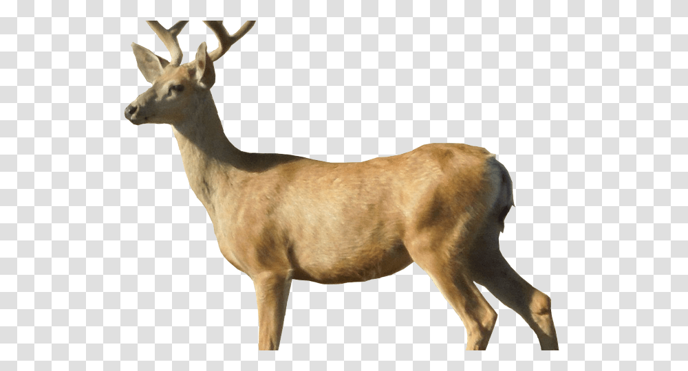 Deer Images White Tailed Deer, Antelope, Wildlife, Mammal, Animal Transparent Png