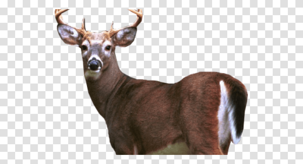 Deer Images White Tailed Deer, Wildlife, Mammal, Animal, Cow Transparent Png