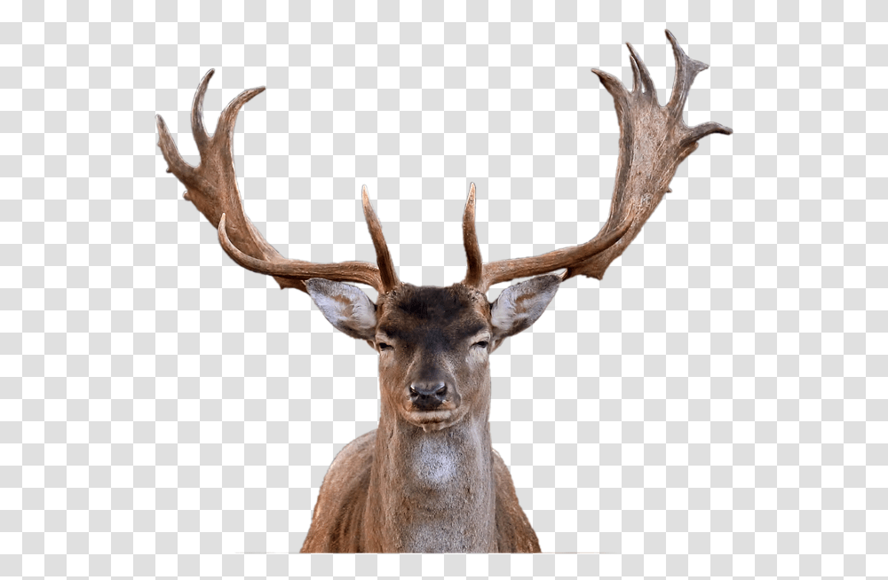Deer Images With Background Reindeer Head, Antelope, Wildlife, Mammal, Animal Transparent Png