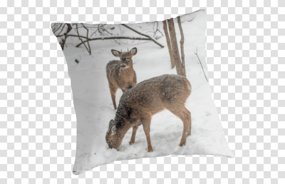 Deer In The Woods V, Wildlife, Mammal, Animal, Antelope Transparent Png