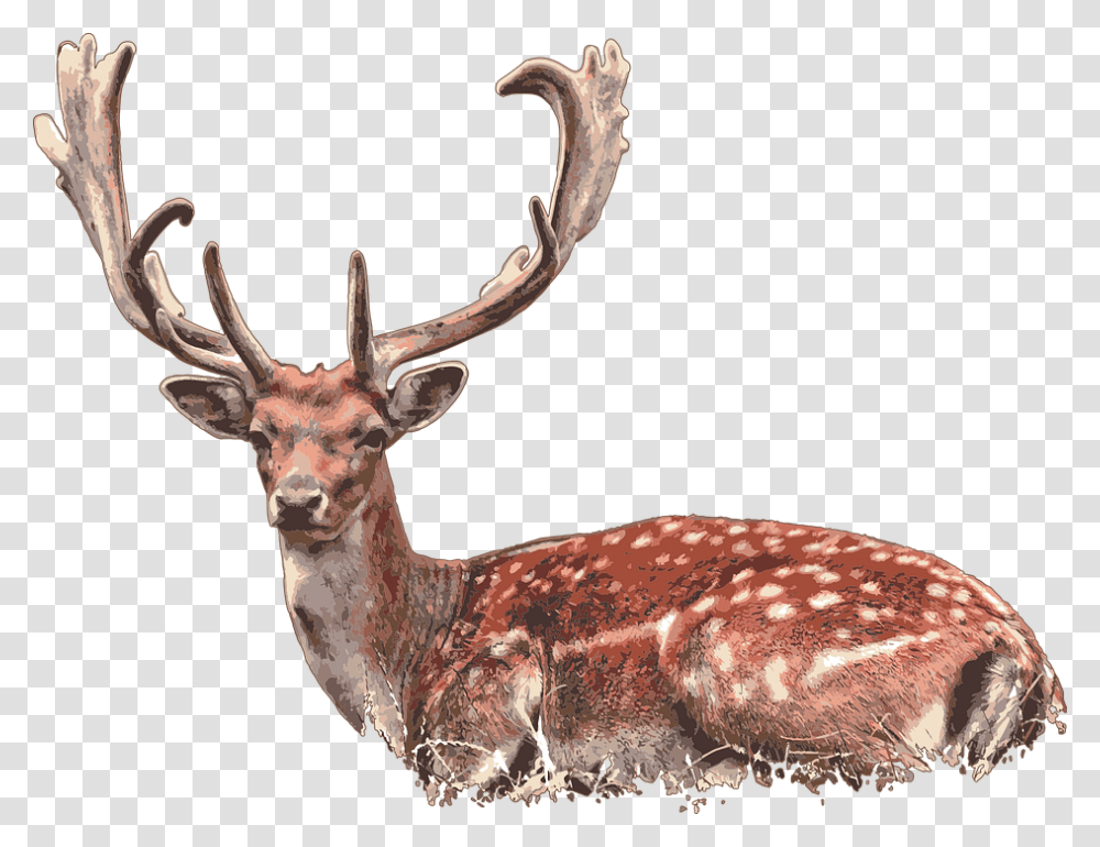 Deer Laying Down, Antelope, Wildlife, Mammal, Animal Transparent Png