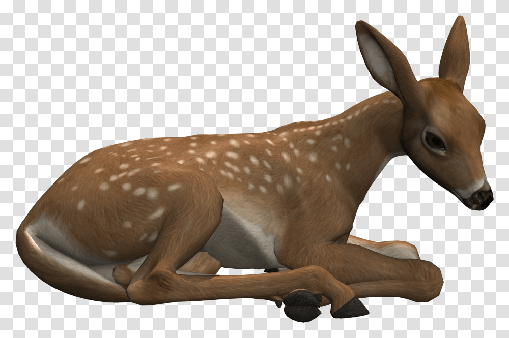 Deer Lying Down, Antelope, Wildlife, Mammal, Animal Transparent Png