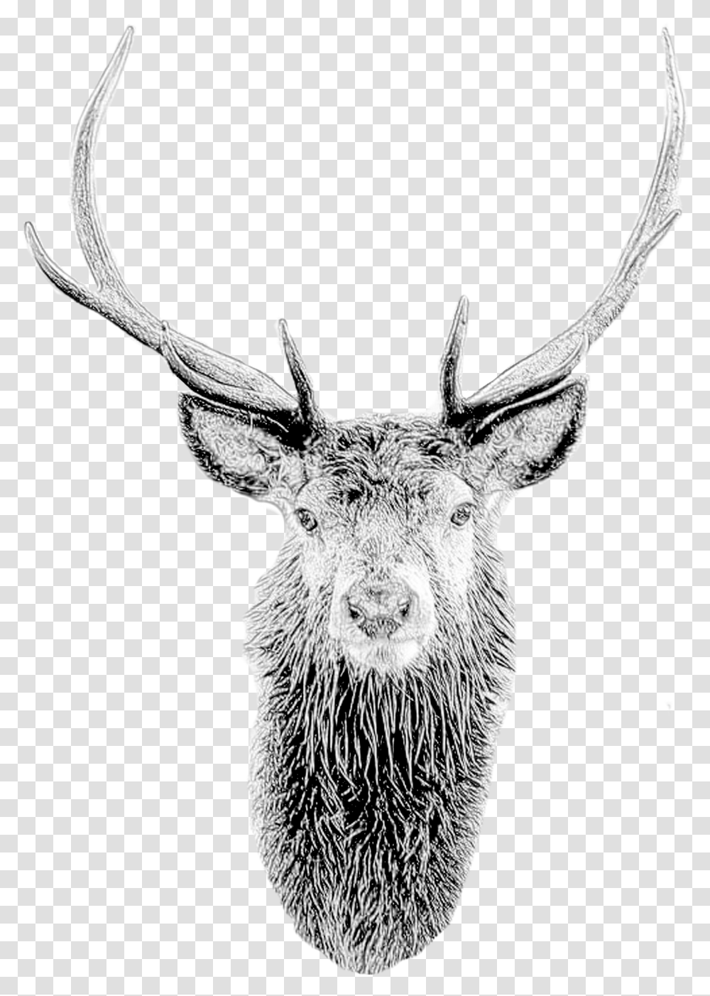 Deer Mask Deer Head Stag Mask Printable Diy Pdf Template Portable Network Graphics, Elk, Wildlife, Mammal, Animal Transparent Png