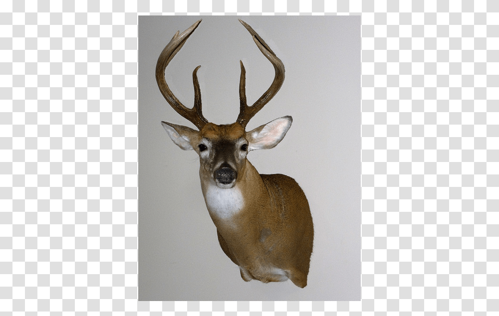 Deer Mount Elk, Antelope, Wildlife, Mammal, Animal Transparent Png