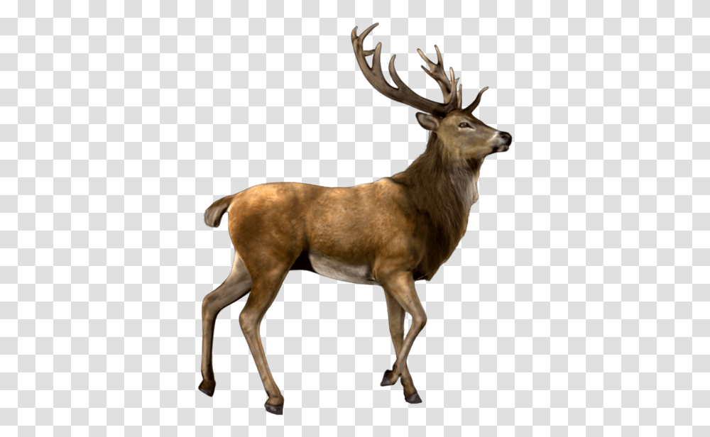 Deer Nature Antlers Antler Animals Sticker By Proomo Elk, Wildlife, Mammal, Antelope, Dog Transparent Png