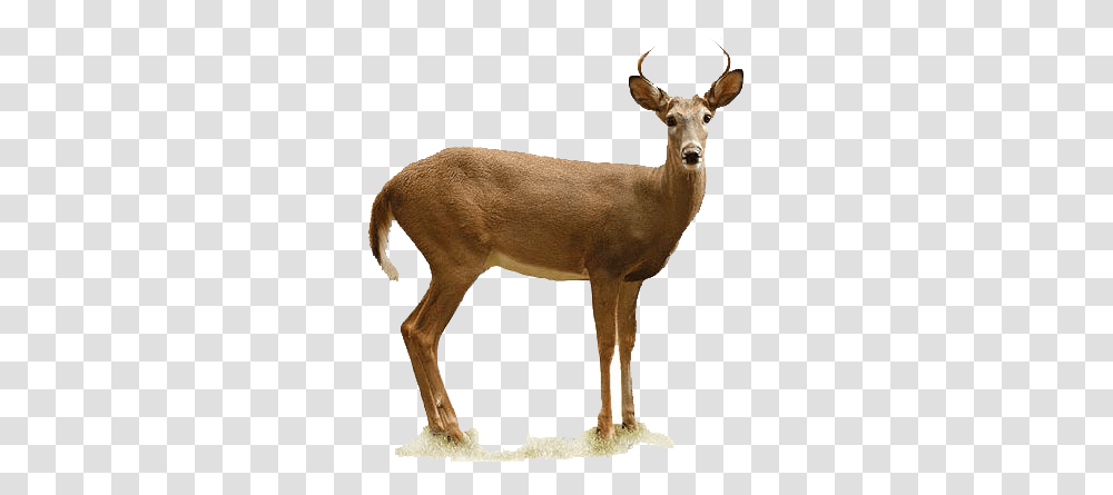 Deer Oklahoma Department Of Wildlife Conservation, Antelope, Mammal, Animal, Elk Transparent Png