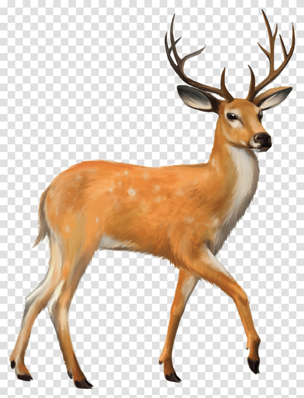 Deer Photo Background Deer Images, Antelope, Wildlife, Mammal, Animal Transparent Png