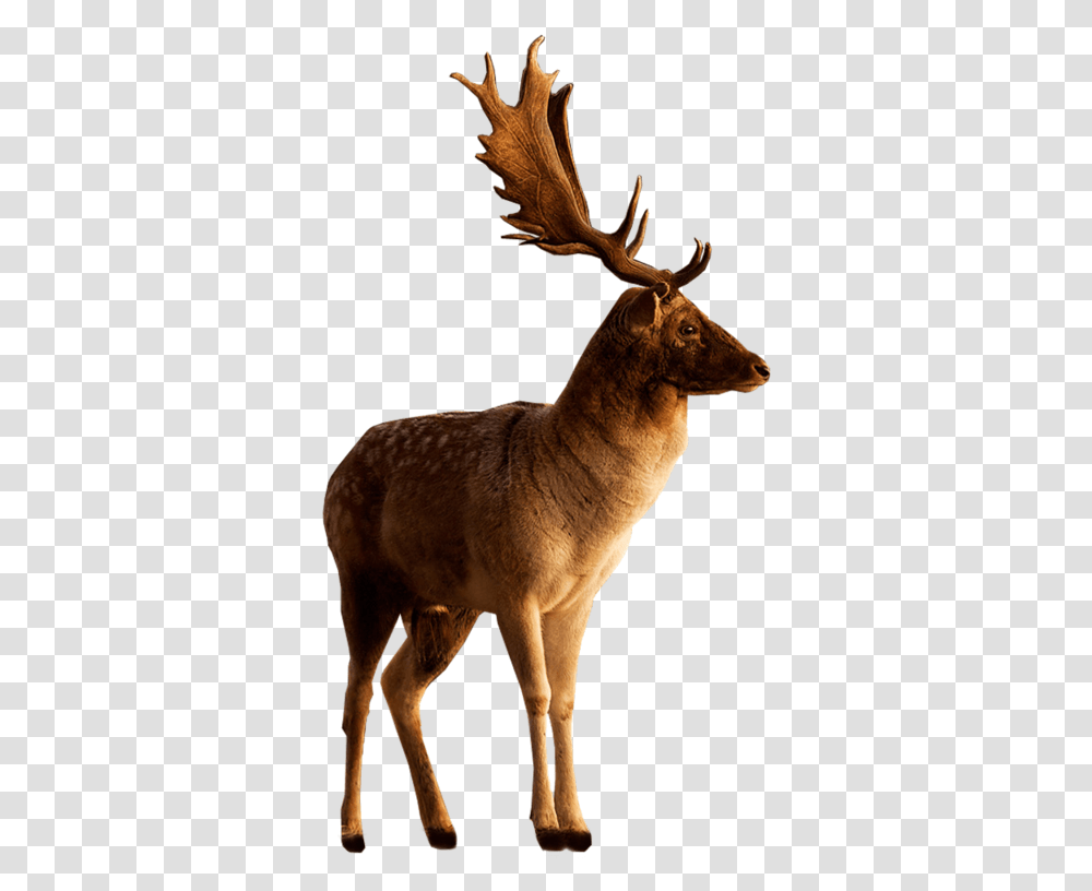 Deer Photoshop, Elk, Wildlife, Mammal, Animal Transparent Png