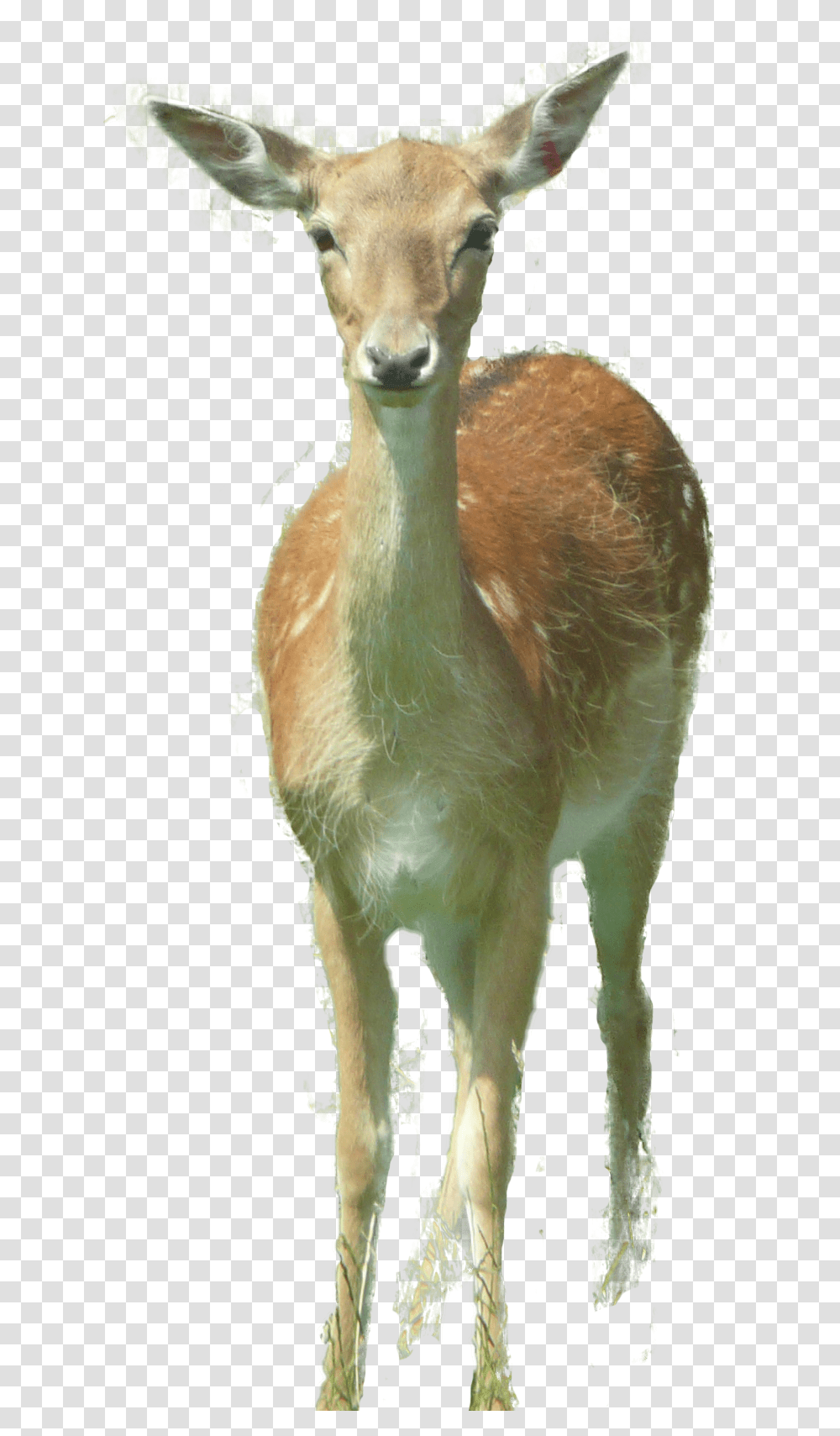 Deer Roe Deer, Antelope, Mammal, Animal, Waterfowl Transparent Png