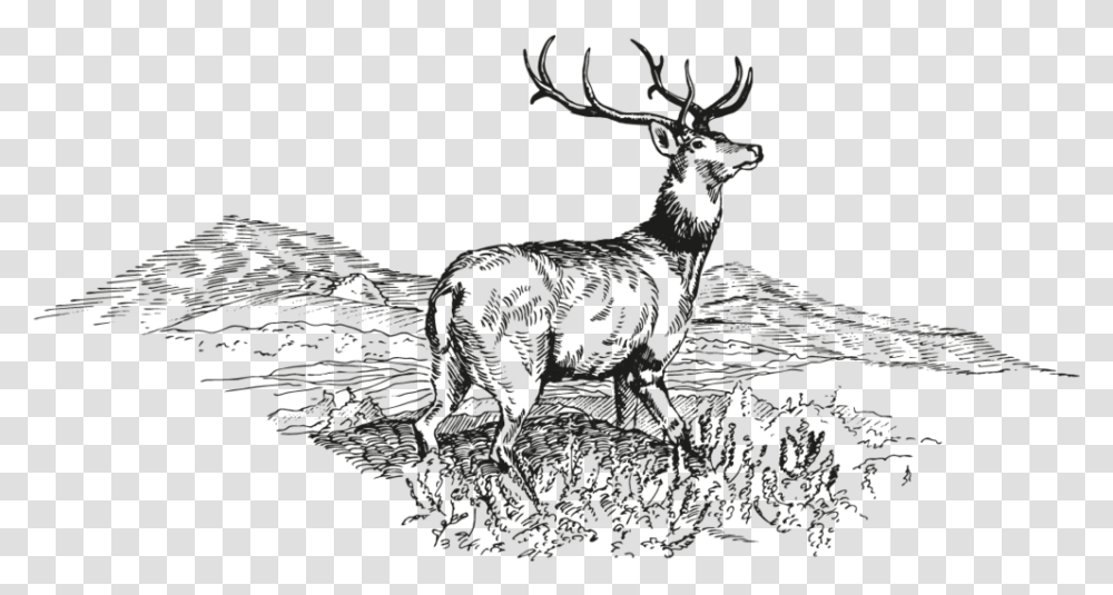 Deer Sketch, Wildlife, Mammal, Animal, Elk Transparent Png